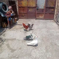 مرغ و خروس و اردک
