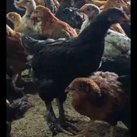 نیمچه مرغ مرندی