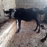 گاومیش حشوا