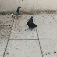 2عدد کبوتر زنجی نر جو گجله بالا