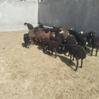 بره جفتی 45کیلو خوراک خور
