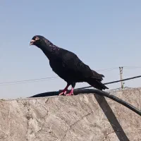 کبوتر