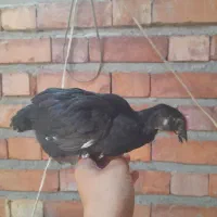 ۳۰۰۰۰۰