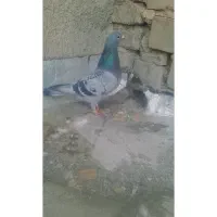 ماده مسافتی کلوپ ایرانیان  زرد دم سفید ماده