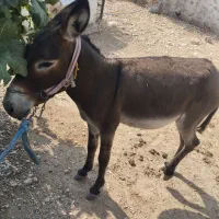 الاغ