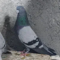 کبوتر پرشی سبز  کله دم سبز ابلغ تیکه پاره گلدن