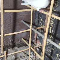 دو جفت کبوتر پرشی
