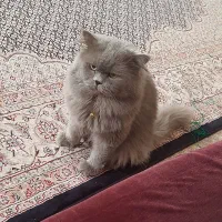 جفت گیری گربه پرشین