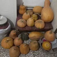 کدو|خوردنی و آشامیدنی|رشت, کوی حسینی|دیوار