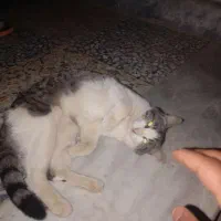 واگذاری گربه
