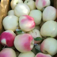 نهال سیب عروس