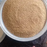 گندم مهرگان