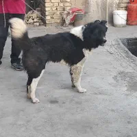 سگ نگهبان قدرجانی