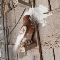 پرنده|پرنده|شیراز, داریون|دیوار