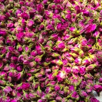 غنچه گل محمدی