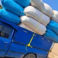 فروش کاه دیم