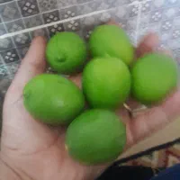 لیمو ترش