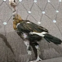 جوجه لاری اصیل معاوضه با کفتر دورنگ خوب