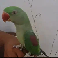 شاه طوطی