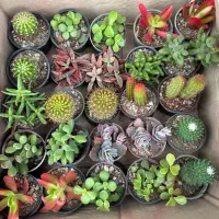 پک ۲۵ عددی و ۱۶ عددی کاکتوس