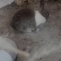 خرگوش|موش و خرگوش|سمنان, |دیوار