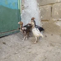 جوجه لاری افغان