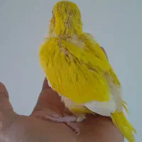 جوجه طوطی راهب سرلاکی زرد لوتینو