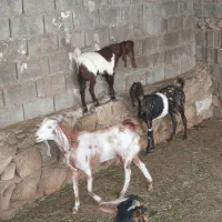 بز داشتی درجه یک