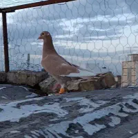 قره زرد کرمانی