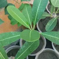 تولید گل