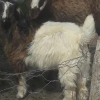 چپش ماده