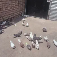 ۳۰ عدد کبوتر پرشی غریب فقط فقط فقط فقط۲۵۰