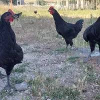مرغ و خروس بلک استار
