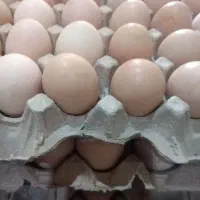 تخم نطفه دار مرغ اردک غاز بوقلمون  با ضمانت