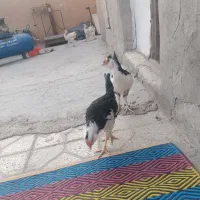 فروش دوتا جوجه گلین یکی مرغ یکی خروس