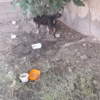سگ نگهبان|سگ|ایلام, |دیوار