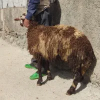 بره قوچ پلنگی