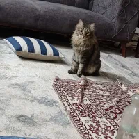 گربه|حیوانات|مشهد, فاطمیه|دیوار