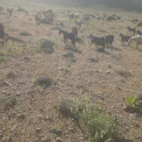 بز کهره دار ۸۰جفت ۸۰ کهره