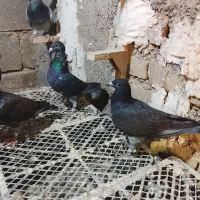 کفتر پلاکی ون روی مولر