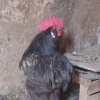 خروس جوان