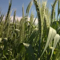 گندم آمریکای با تناژ در هکتار 13تن