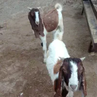 بزغاله نر پاکستانی اصل