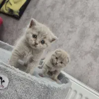 گربه بریتیش و اسکاتیش بلو و لیلاک