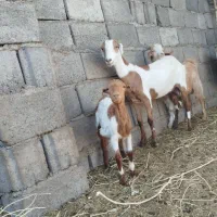 بز کره