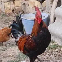 خروس لری اصیل