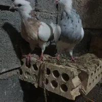 یه جفت طوقی به فروش میرسد