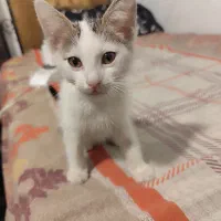 واگذاری رایگان بچه گربه