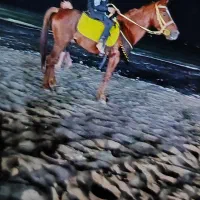 اسب
