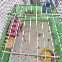 فنچ تخمگذار